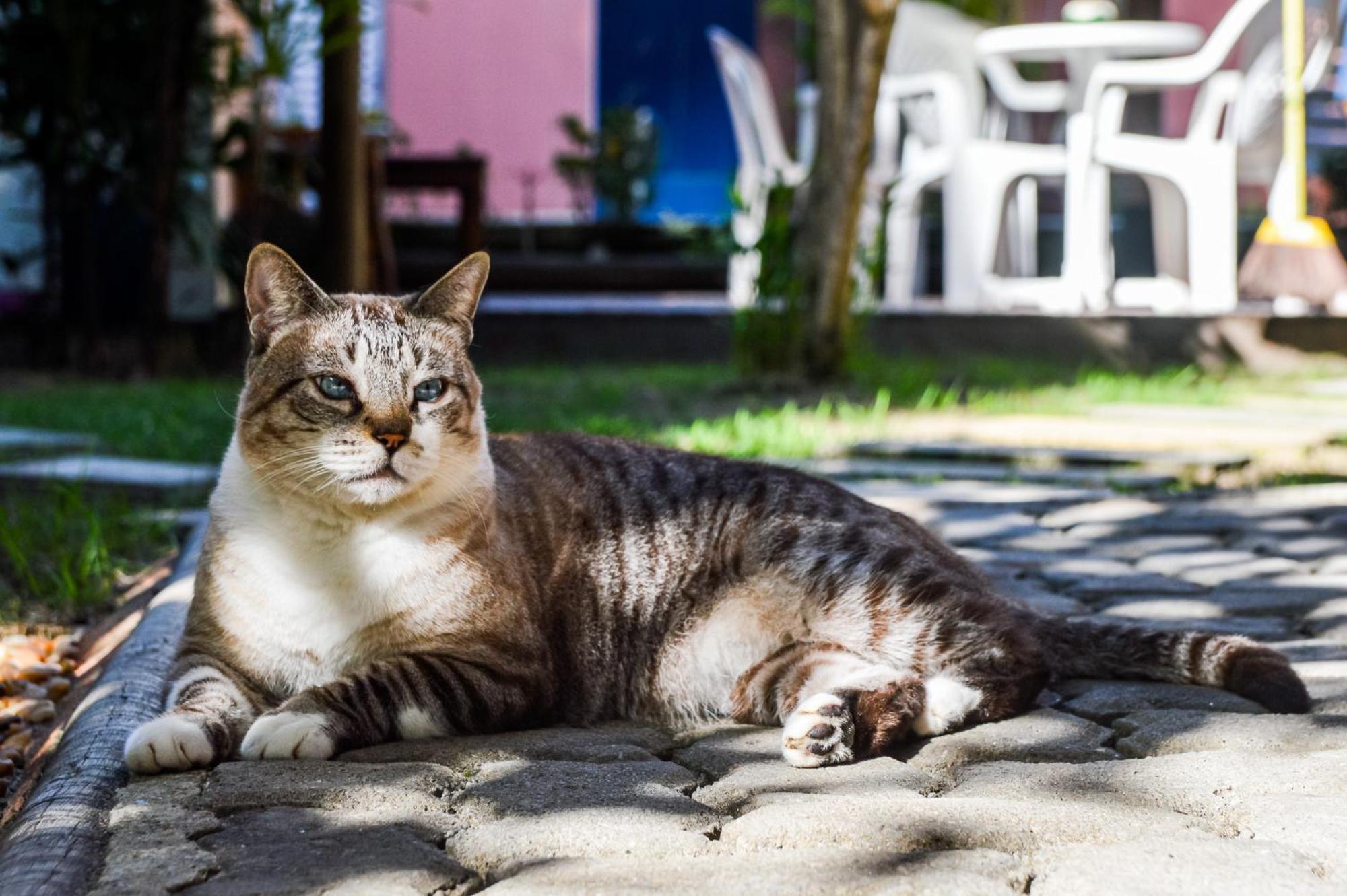 Morena Jambo Porto Seguro Buitenkant foto